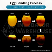 Thumbnail for Incu-Bright™ Ultra Bright LED Light Egg Candler