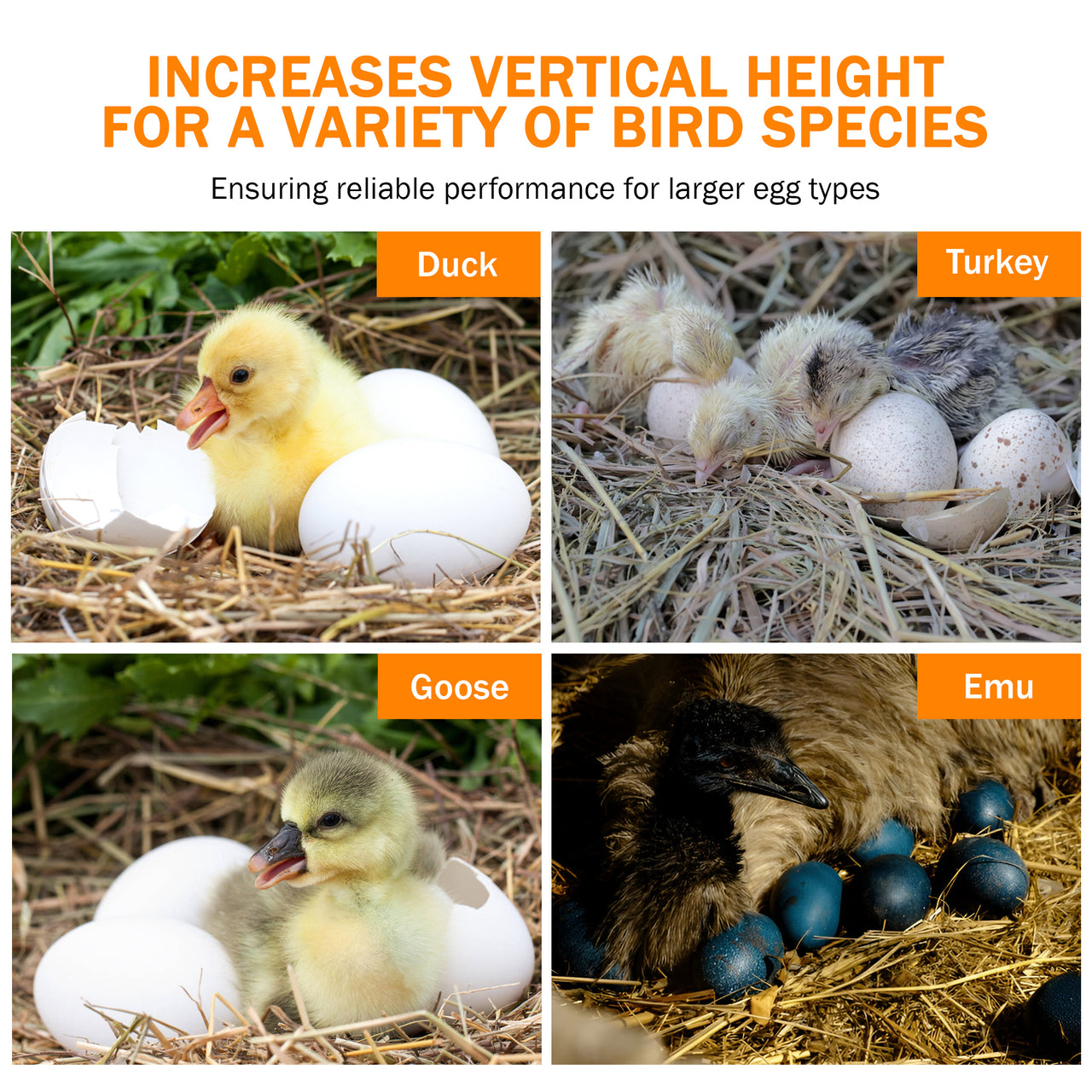 Nurture Right 360 Riser | 1.5" Height Extension for Bird Containment & Larger Eggs