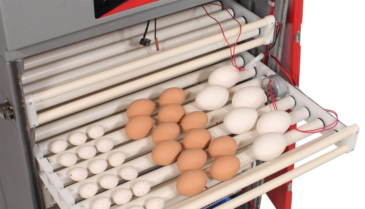 Cabinet Incubator
