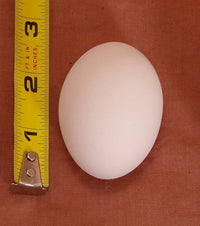 Thumbnail for Ceramic White Chicken Nest EGG Hatching, Craft, Dummy