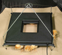 Thumbnail for /h/e/heater-livebirds2-web.jpg