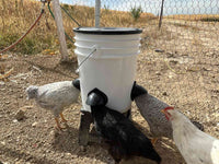 Thumbnail for /i/m/img_4331-web.jpg
