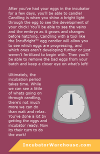 Thumbnail for /i/n/intro-candling2.png