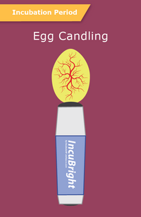 Thumbnail for /i/n/intro-candling.png