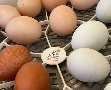 Nurture Right 360 Egg Trays for Small to XL Egg Sizes