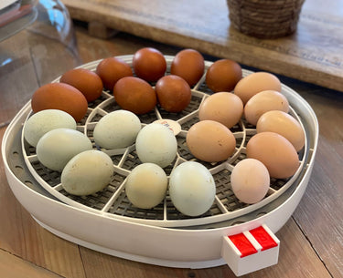 Nurture Right 360 Egg Trays for Small to XL Egg Sizes
