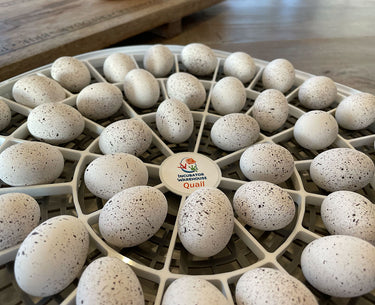 Nurture Right 360 Egg Trays for Small to XL Egg Sizes
