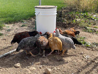Thumbnail for /p/o/poultry-nipple-in-use4-webish_1_2.jpg