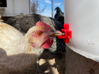 Thumbnail for /p/o/poultry-nipple-in-use_1_4.jpg
