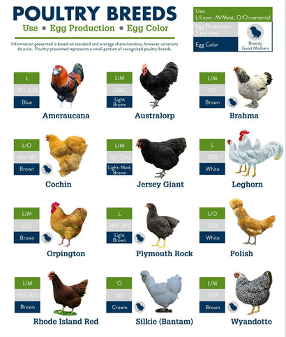 How to Decide Which Bird Species to Hatch – Incubator Warehouse
