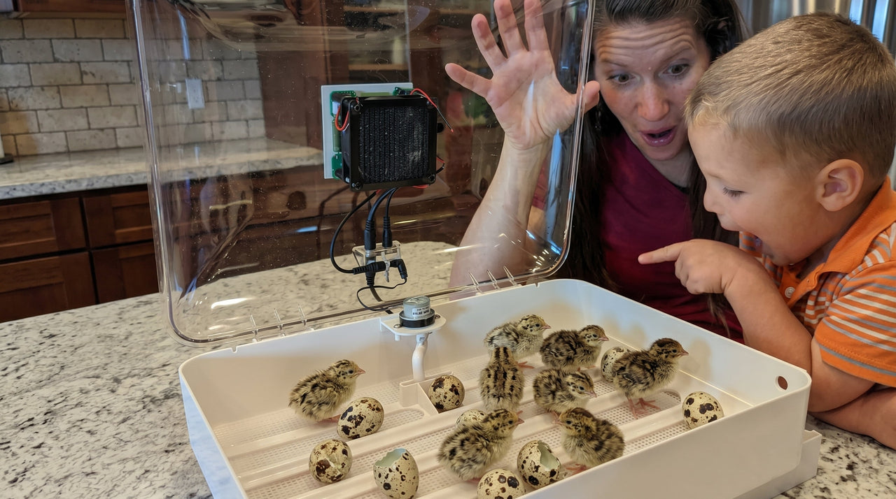 Quail Hatching Guide Incubating Quail Eggs: Complete Beginner's Guide – Incubator Warehouse