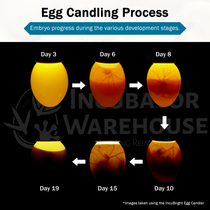 Incu-Bright™ Ultra Bright LED Light Egg Candler