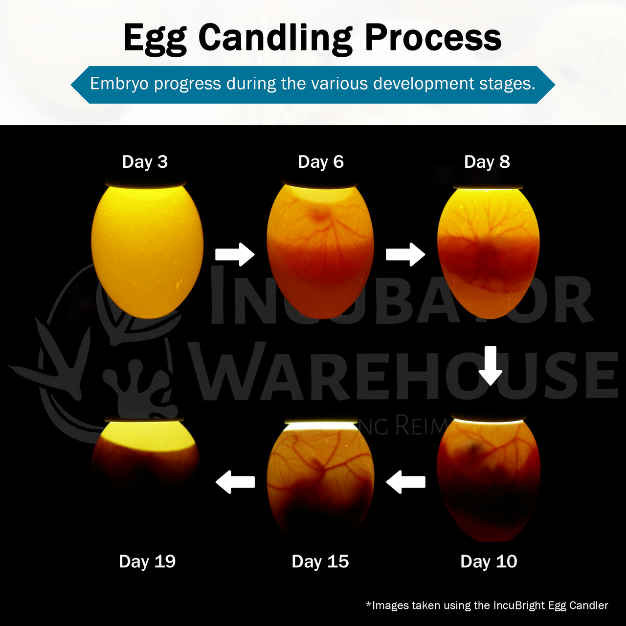 Incu-Bright™  Cool Light Egg Candler - Incubator Warehouse Exclusive