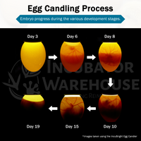 Thumbnail for Incu-Bright™  Cool Light Egg Candler - Incubator Warehouse Exclusive