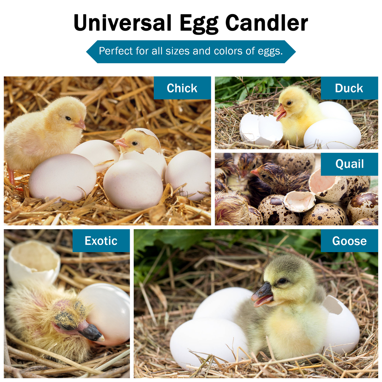 Incu-Bright™  Cool Light Egg Candler - Incubator Warehouse Exclusive