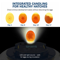 Thumbnail for AccuHatch 360 Tabletop Incubator