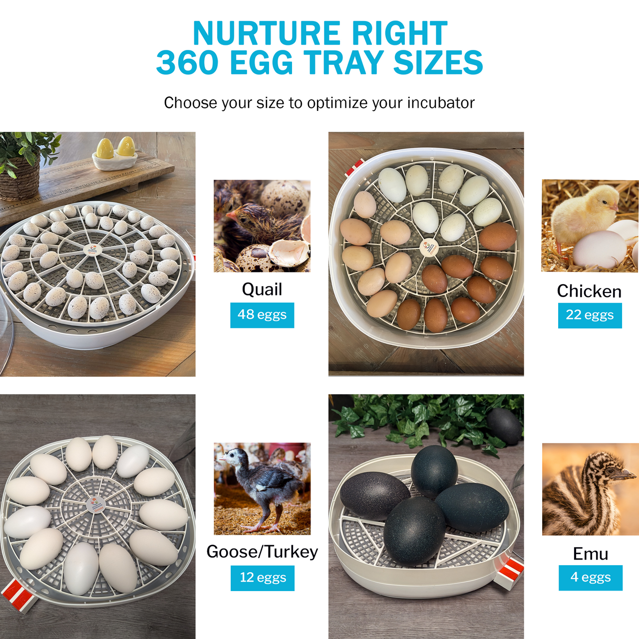 Nurture Right 360 Egg Trays for Small to XL Egg Sizes