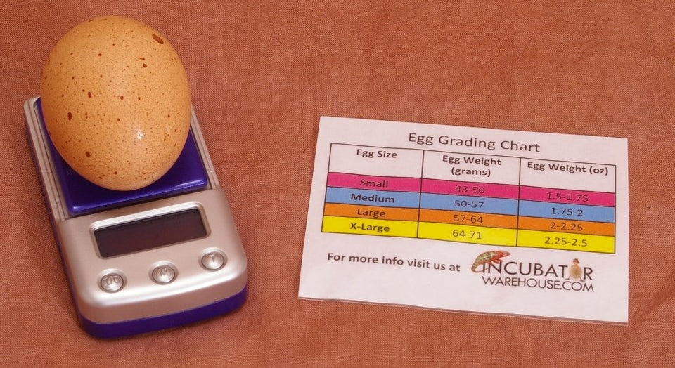 Super Egg Scale - Smart Food Scale
