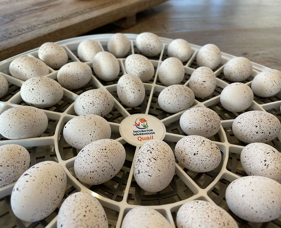 Quail Egg Hatching Trays  Quail Egg Hatch Trays for your GQF