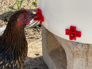 Poultry Nipple Waterer for Backyard Chickens (1 Gallon)