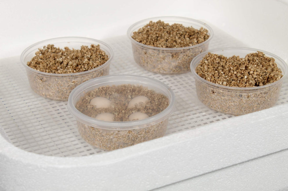 Egg incubators, Incubating, Hatching eggs – Incubator Warehouse