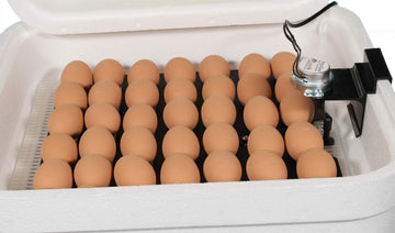 White 6 /12 Egg Packing Bird Eggs, Packaging Type: Tray, 360 Gram